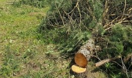 Atlikus sanitarinius želdinių kirtimus B. Sruogos g., Birštone, bus formuojami nauji