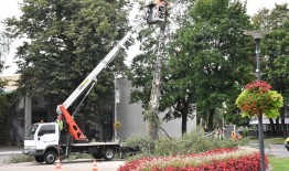 Įvertinus seno beržo priešais savivaldybės aikštę grėsmę, jis buvo nedelsiant nupjautas
