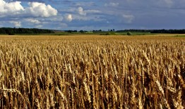 Informacija apie žemės ūkio naudmenų ir pasėlių deklaravimą