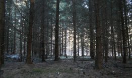 Informuojame apie Birštono savivaldybės valstybinės reikšmės miškų plotų schemos tikslinimą