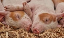Kiaulių laikytojai kviečiami teikti paraiškas gauti paramą biologinio saugumo priemonių įsigijimo išlaidoms kompensuoti