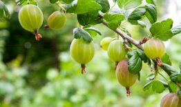 Ekologinis ūkininkavimas: ką turi žinoti, siekiantys sulaukti paramos?