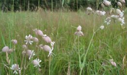 Ką turėtų žinoti ūkininkaujantys „Natura 2000” vietovėse