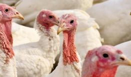 Valstybinės maisto ir veterinarijos tarnybos Alytaus departamento Prienų skyriaus informacija
