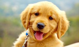 Valstybinės maisto ir veterinarijos tarnybos informacija dėl gyvūnų gerovės stiprinimo