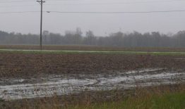 Nuo nepalankių klimato reiškinių nukentėję ūkininkai gali kreiptis lengvatinių paskolų