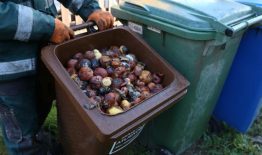 Maisto atliekos: mesti, išvežti ar kompostuoti?
