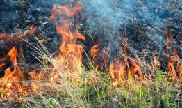Priminimas gyventojams – deginti pernykštę žolę griežtai draudžiama!