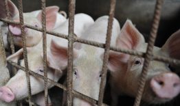 Saugotis nuo afrikinio kiaulių maro ūkininkams padeda valstybė – Žemės ūkio ministerija kviečia teikti paraiškas paramai gauti