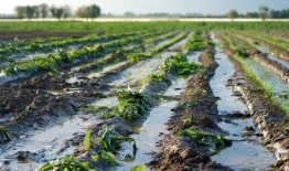 Rekomendacijos ūkio subjektams dėl veiksmų ekstremalaus įvykio – stichinio ar katastrofinio meteorologinio ar hidrologinio reiškinio, sukėlusio žemės ūkio augalų žūtį, atveju