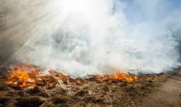 Raginimas nedeginti pernykštės žolės
