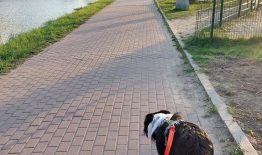 Primename taisykles, kurių turėtų laikytis visi gyvūnų augintojai – tiek birštoniečiai, tiek kurorto svečiai