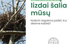 Kada ir kaip galima perkelti arba ardyti laukinių paukščių lizdus?