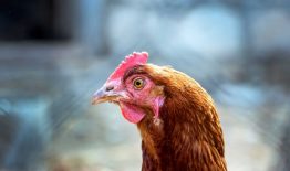 Aktuali informacija apie gyvūnų užkrečiamąsias ligas